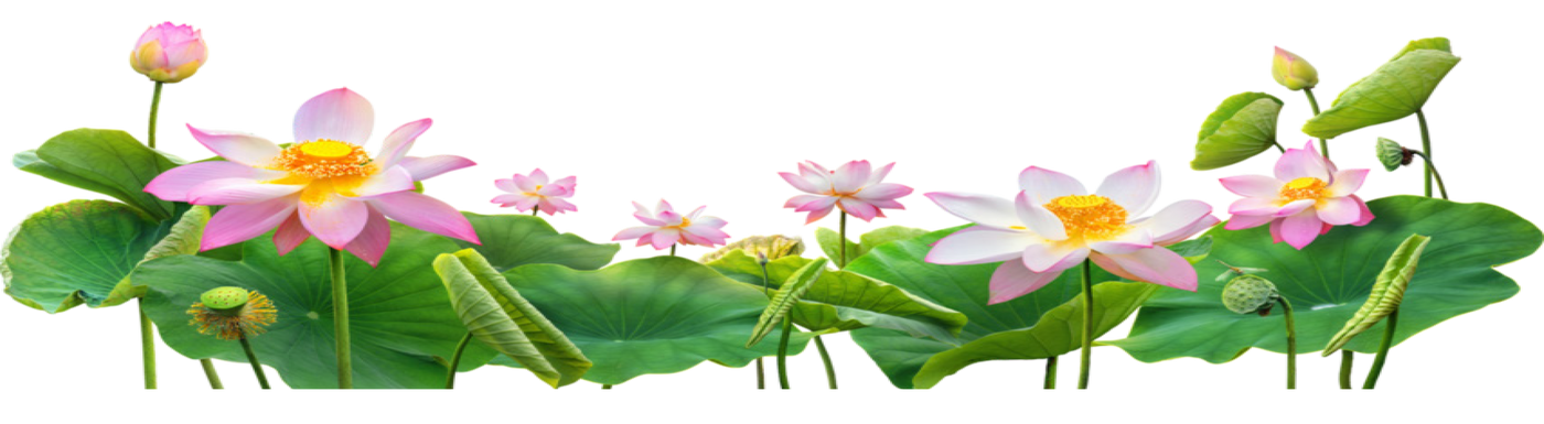 Lotus flowers decoration